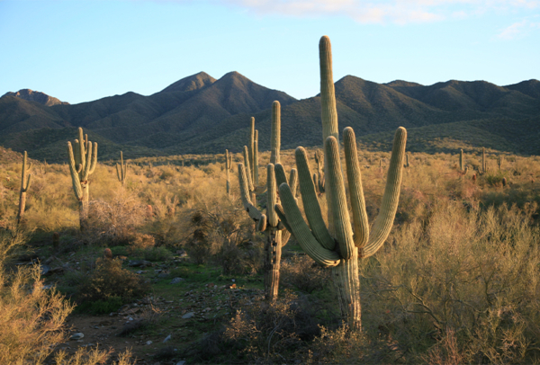 McDowell Sonoran Preserve Guidelines – Floor Associates